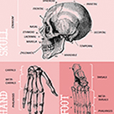 Human Skeleton Handout